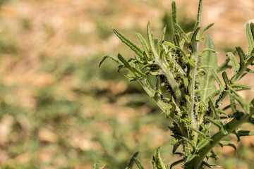 Thistle on the field with a lot of plant lice