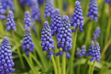 Fototapeta premium Muscar flowers on close up. Bright shop. Spring in time.