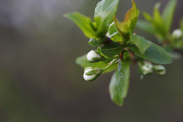 Unblown flowers on apple tree close up. Spring in time.