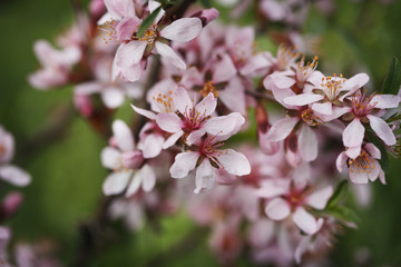 Blossom Amygdalus flower close up. Bright macro shot. Spring time.