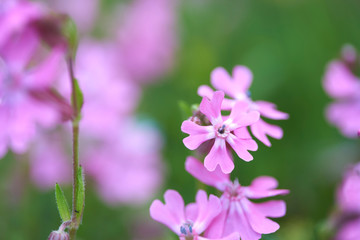 フクロナデシコ