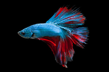 Multi color Siamese fighting fish,fighting fish,Betta splendens,on black background