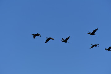 A group of black cormorants .