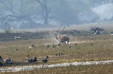 A spotted deer running inside bharatpur bird sanctuary to escape from dogs