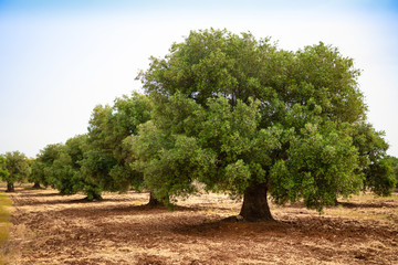 Olive plantation with old olive tree in the Apulia region, Italy
