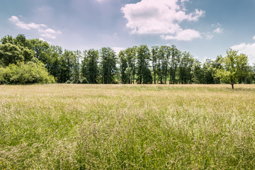 Fototapeta premium German countryside with forests, fields and meadows