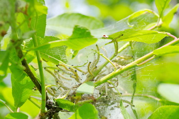 White cocoon with caterpillars inside on a bird cherry branch