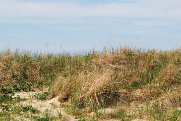 Dried grass and blue sky