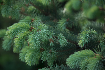 Spring fir tree