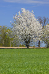 Spring landscape with white flowering trees and blue sky