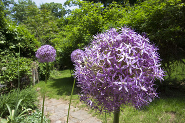 Spring flowers