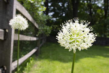 Spring flowers