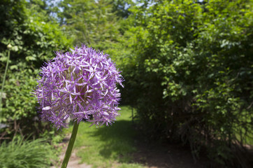 Spring flowers