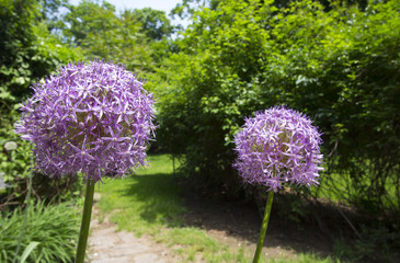 Spring flowers