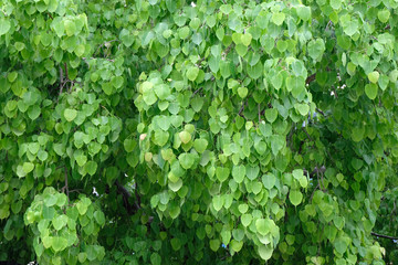 soft focus, green leaf background