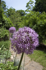 Spring flowers