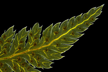 Broad buckler fern (Dryopteris dilatata) leaf tip © Pawel Burgiel