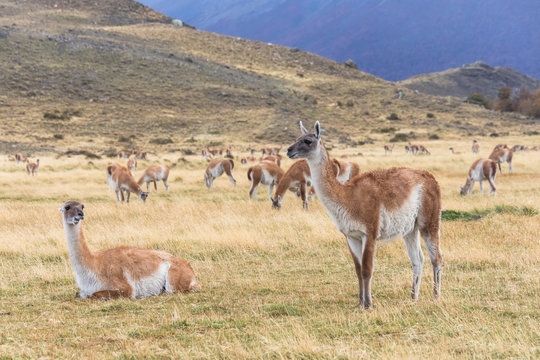 Herd of Guanakos at  Torres del Paine National Park