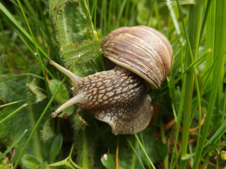 ślimak winniczek (Helix pomatia) w trawie © Iwona
