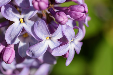 Lilac flowers, macro shot. Abstract background.