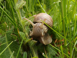 ślimak winniczek (Helix pomatia) w trawie © Iwona