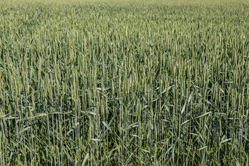 Green grain on a big german grain field