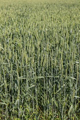 Green grain on a big german grain field