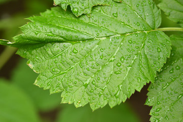 Green leaf with water drops for background