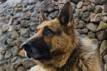 german shepherd dog detailed portrait