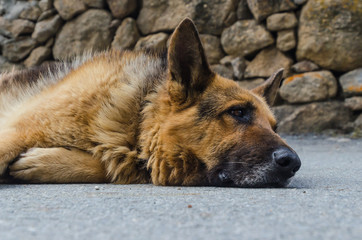 detailed face of german shepherd dog lying on the ground