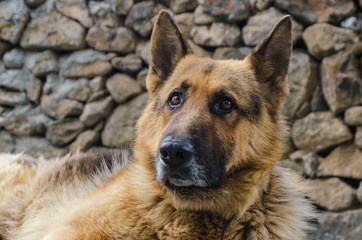 German shepherd detailed portrait