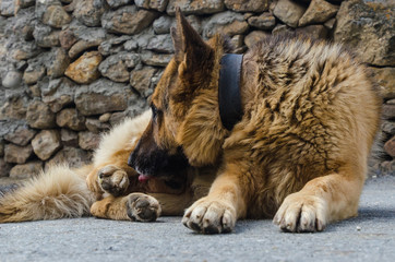 German shepherd dog licking himself