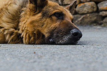 german shepherd dog portrait very close distance