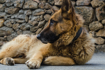 Lying dog protrait german shepherd