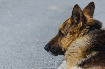 Side portrait of a german shepherd