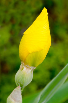 yellow lily cocoon