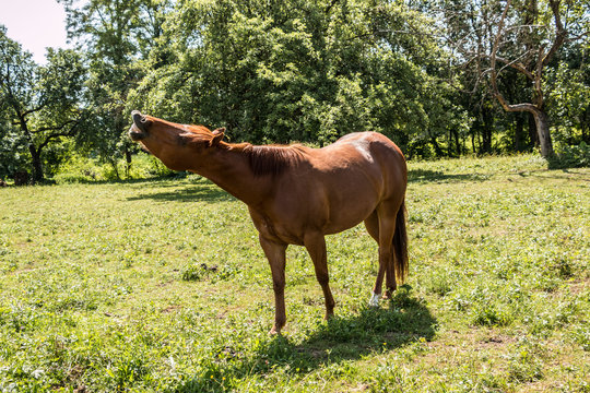 Horses on the green meadow