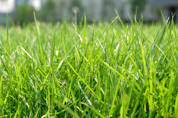 Close up of fresh thick grass