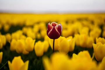Fototapeten Frühlingsblühendes Tulpenfeld in den Niederlanden im Frühjahr nach Regen. Blumentulpen, das Symbol der Niederlande. Bunte Tulpen. Frühling in den Niederlanden © olenap