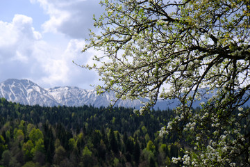 Gruzja, Gruzja, płaskowyż Dabadzveli - wiosna w górach z kwitnącym drzewem owocowym - obrazy, fototapety, plakaty