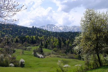 Gruzja, płaskowyż Dabadzveli - wiosna w górach z kwitnącymi drzewami owocowymi © Iwona
