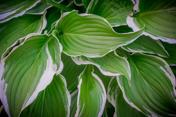 green leaf background