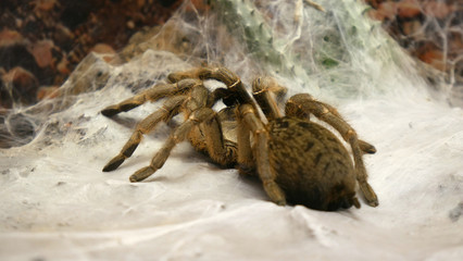 spider brust  horned baboon