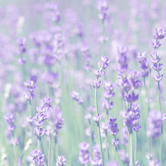 Obraz premium lawenda pole rano
