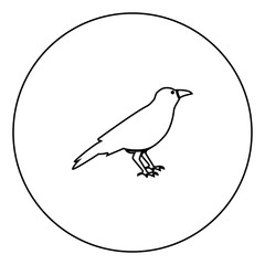 Crow black icon in circle outline