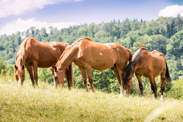 Obraz premium Horses on the green meadow