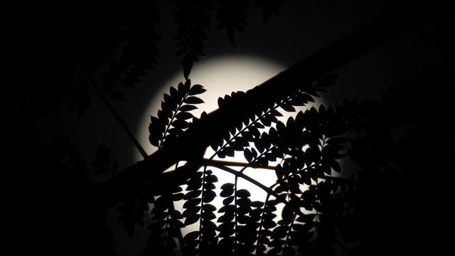 Sombras y naturaleza
