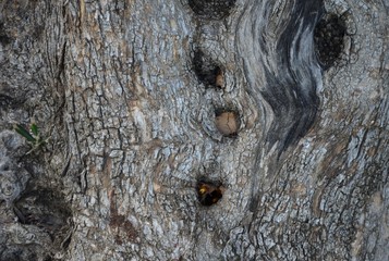 Nid de frelons dans le tronc d'un olivier centenaire