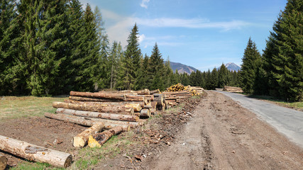 Harvested logs of wood, next to a forest road with mountains in background on a sunny day.