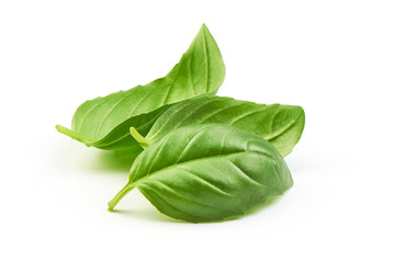 Sweet basil herb leaves bunch isolated on white background